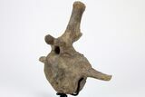 Triceratops Caudal Vertebra on Metal Stand - Wyoming #211081-1